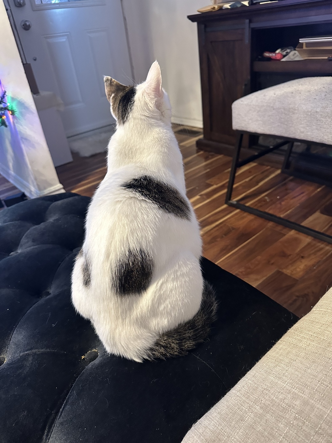 Princess profile