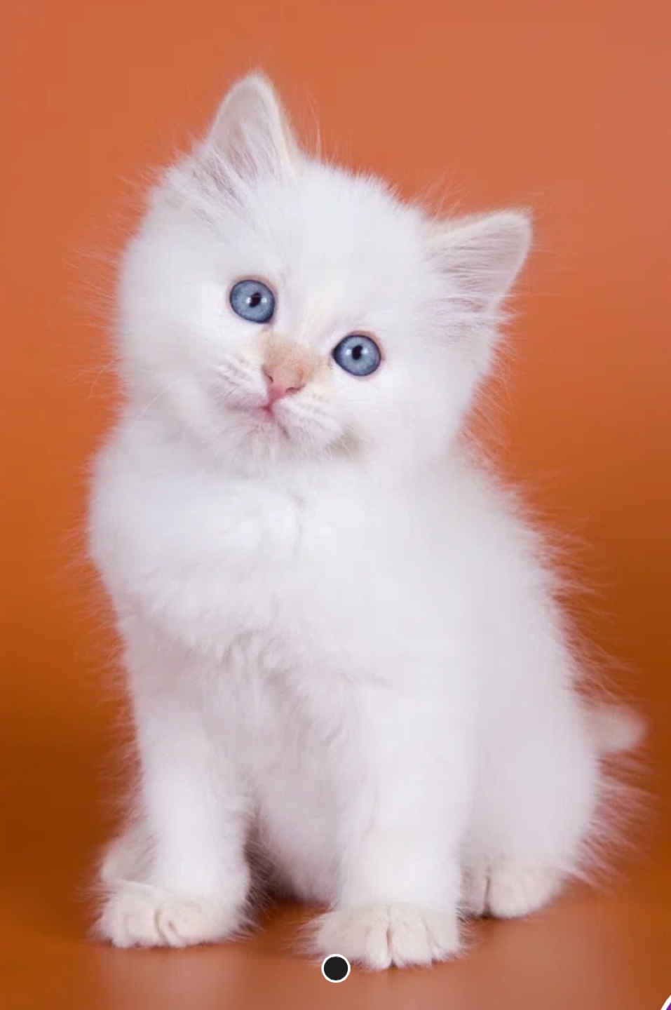 Sprinkles profile