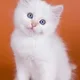 Sprinkles profile