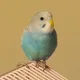 Rubab profile