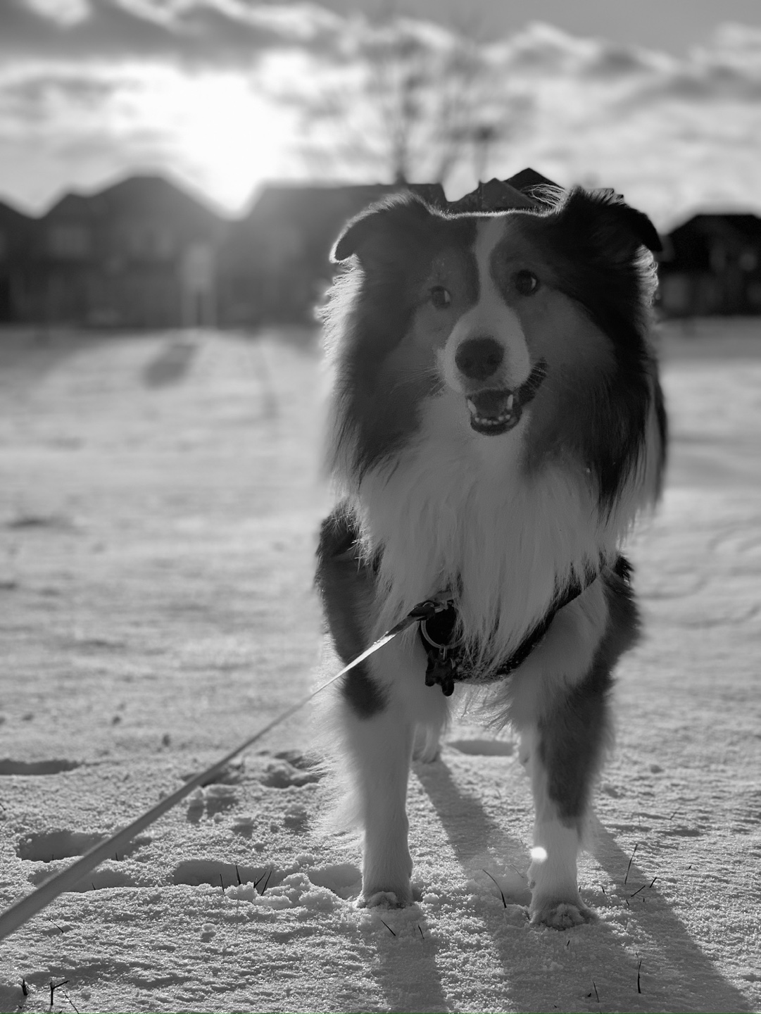 kkumi profile