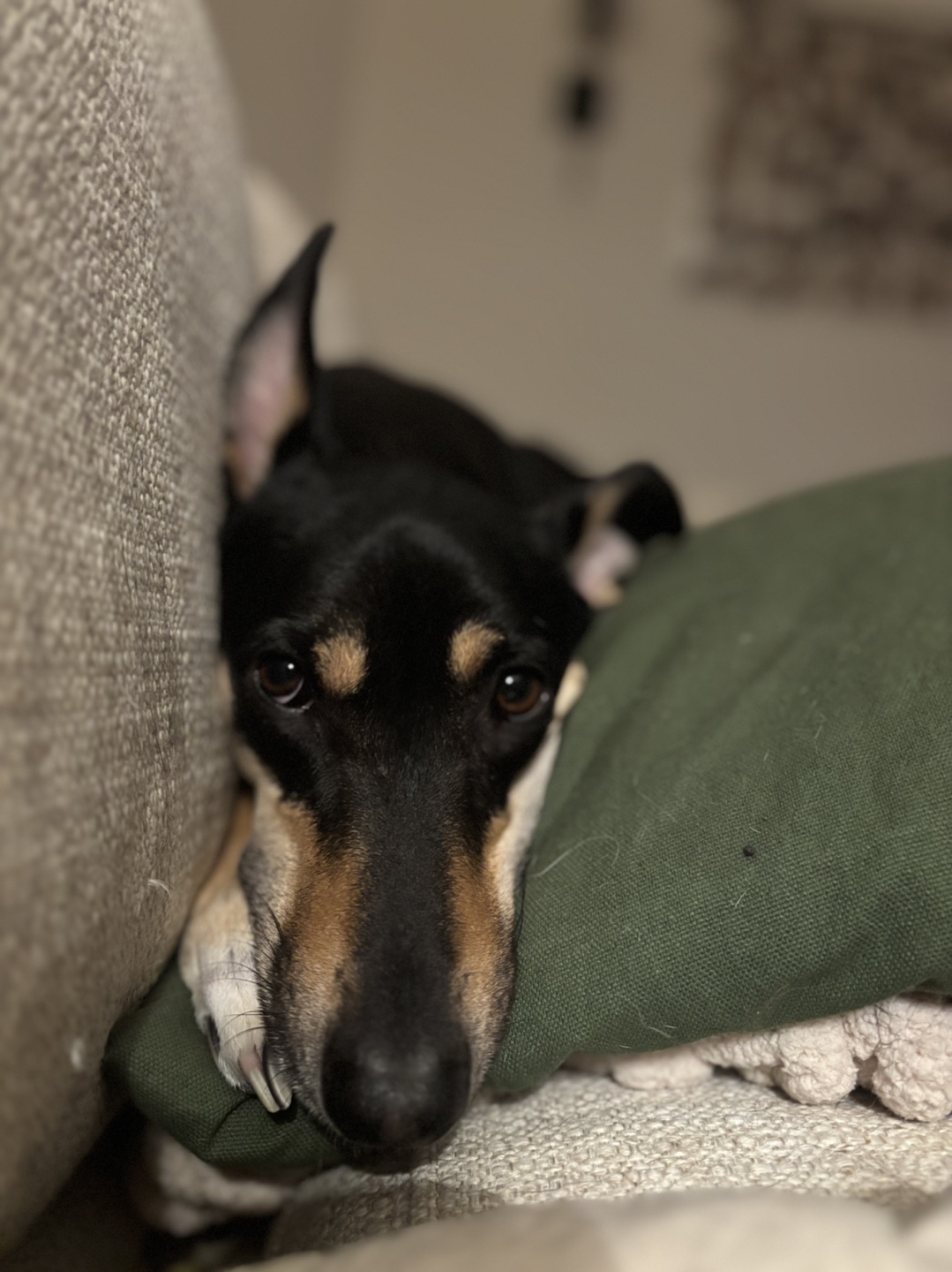 Mayla profile
