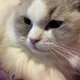 Julia profile