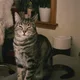 Kimi profile