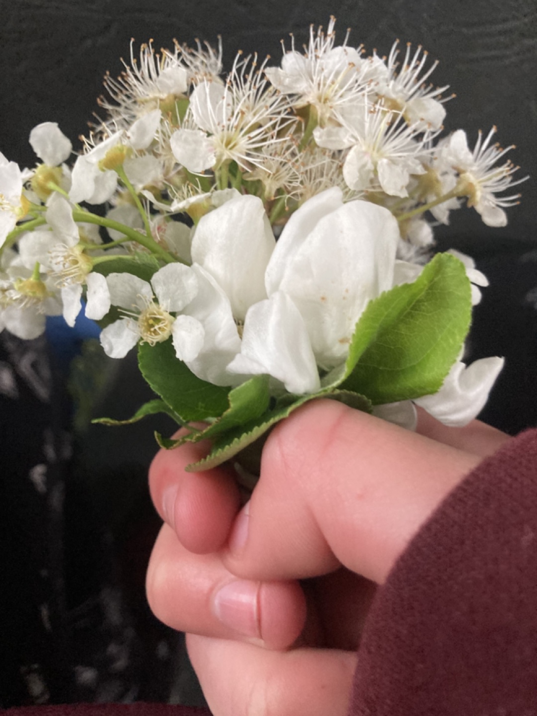 Allana Macaulay profile