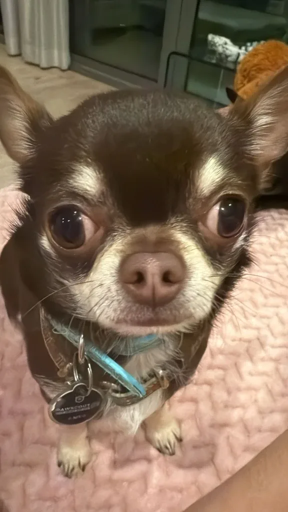 Jose Marcano profile