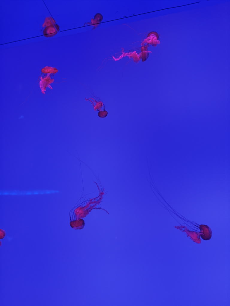 Olaide Koyenikan profile