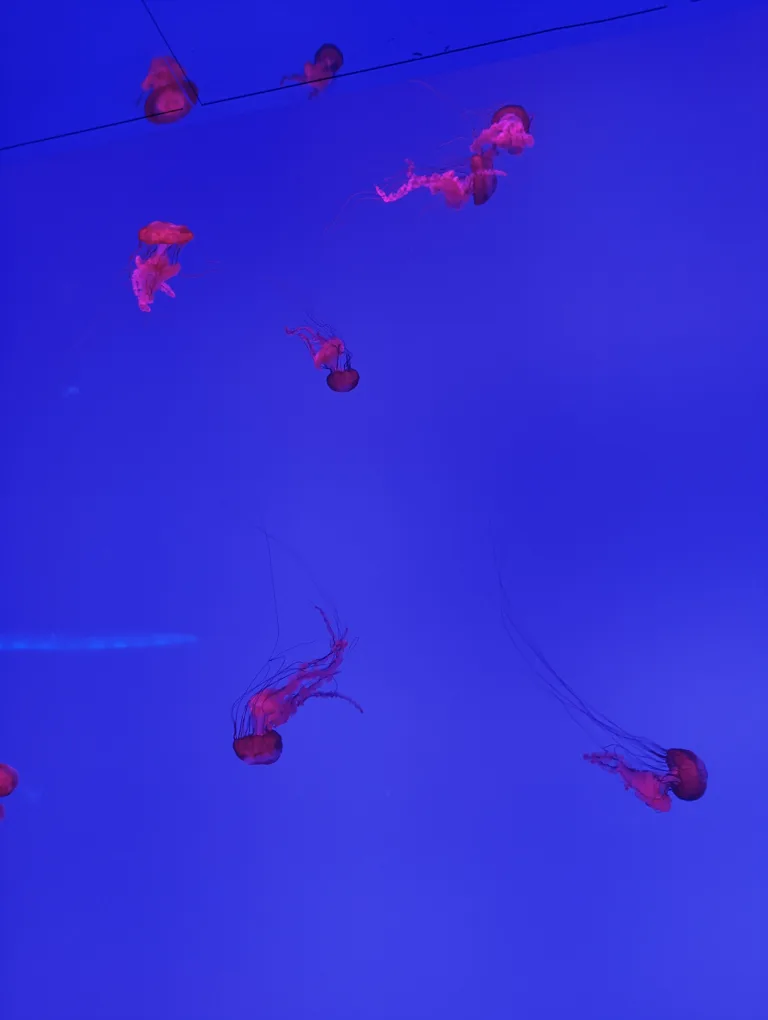 Olaide Koyenikan profile