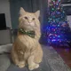 TJ profile