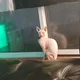 joscline profile