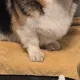 CC profile
