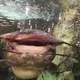 Angelica profile