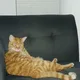 Charles profile