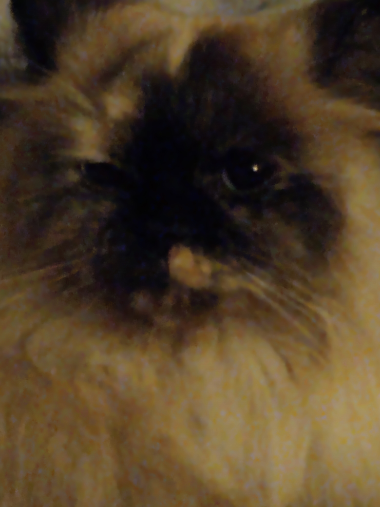 cody profile