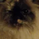 cody profile