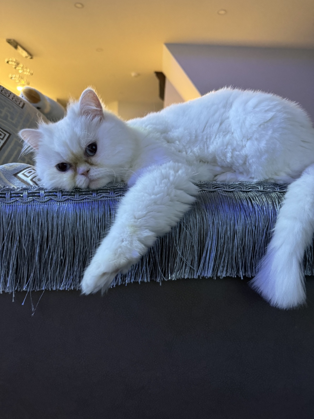 Yuancat profile