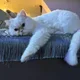 Yuancat profile