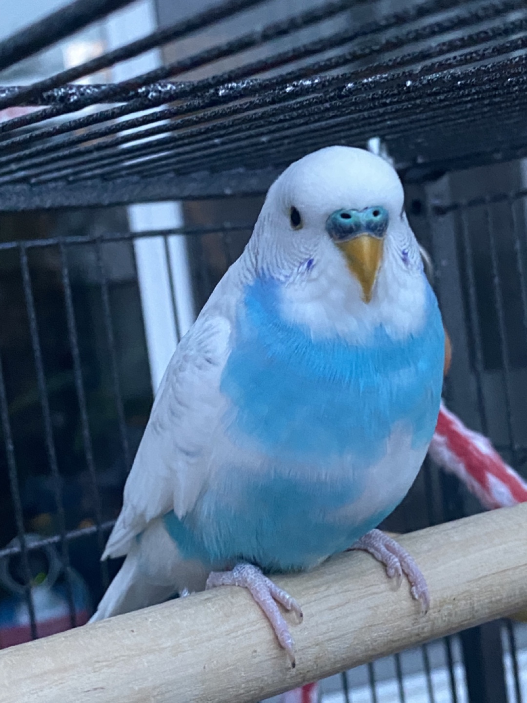 Norman profile