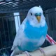 Norman profile