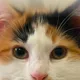Nefer profile