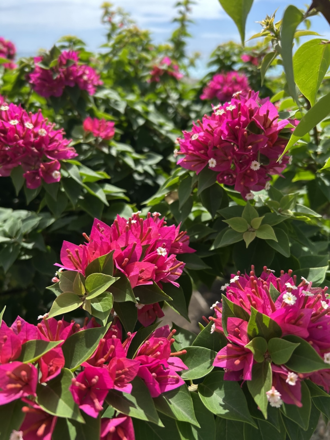 Susan Parker profile