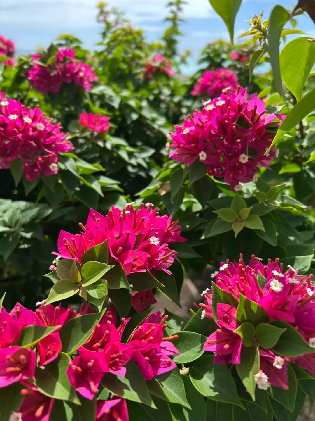 Susan Parker profile