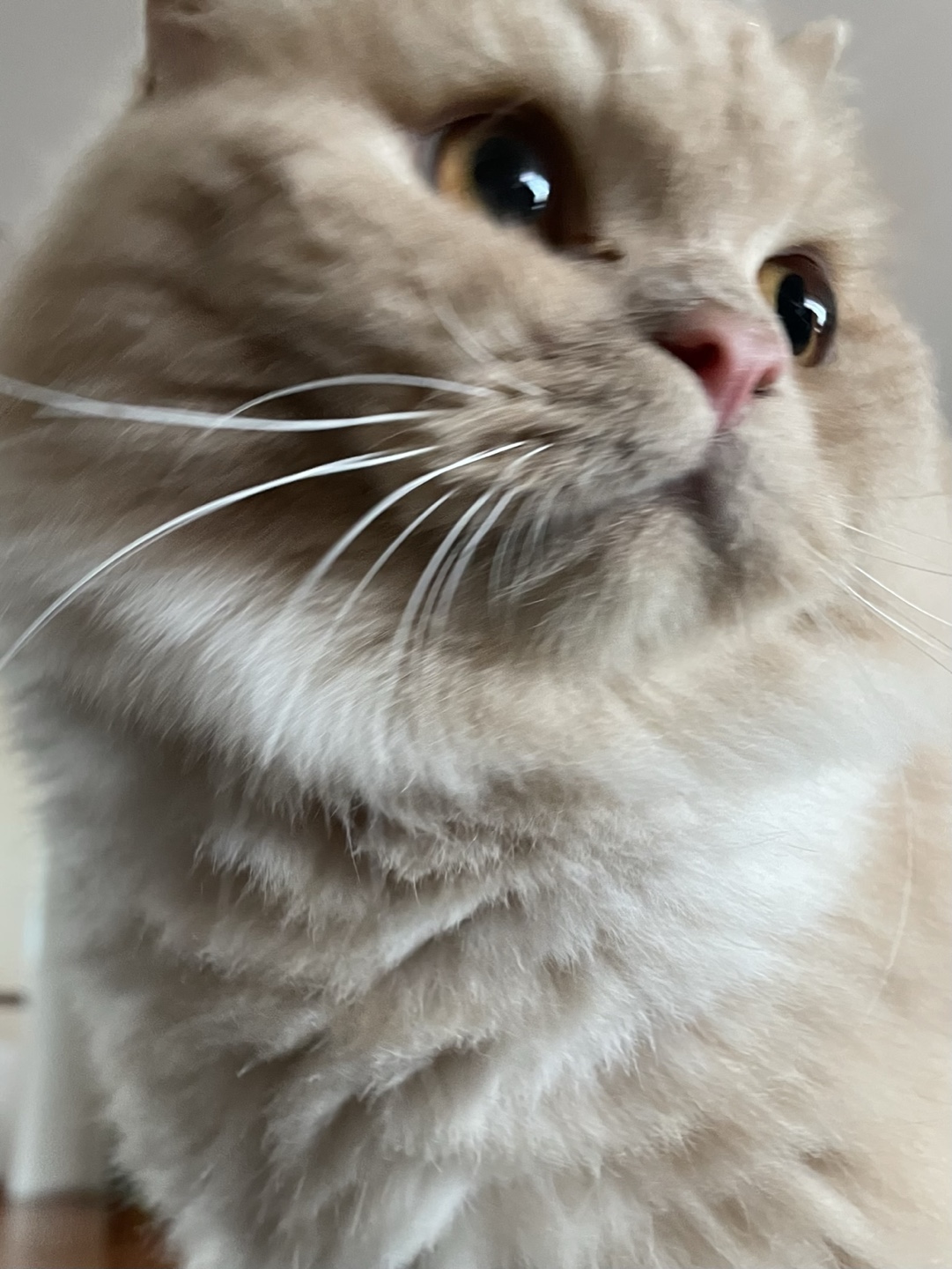 Mangoo profile
