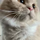 Mangoo profile
