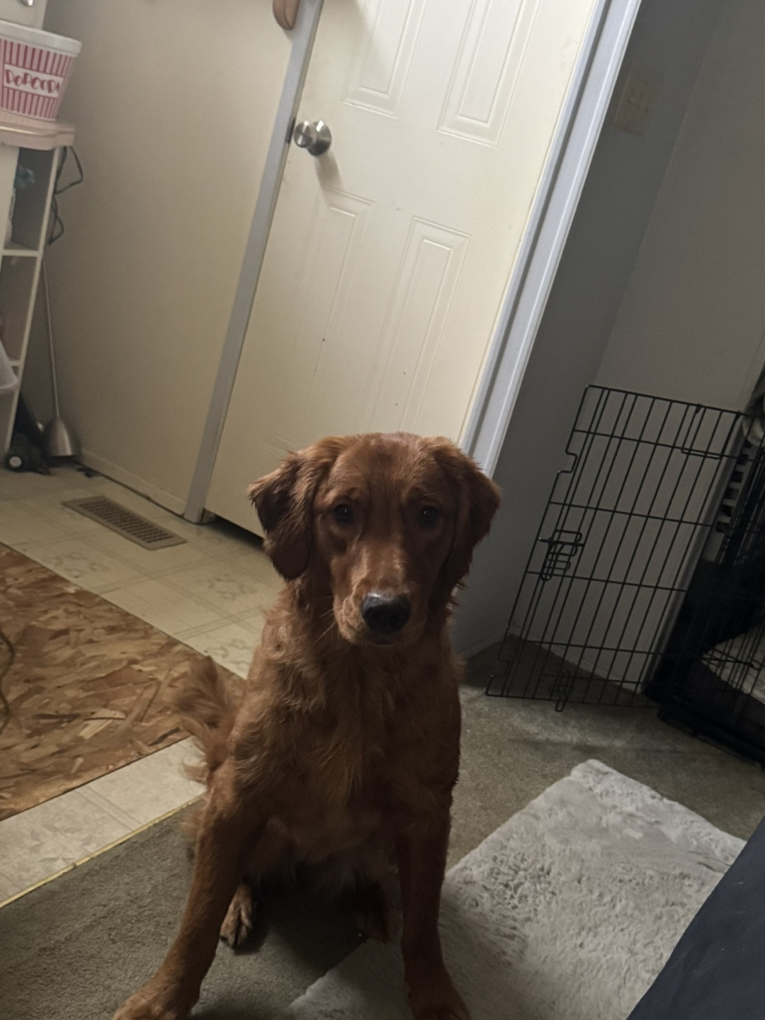 Golden retriever profile