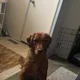 Golden retriever profile