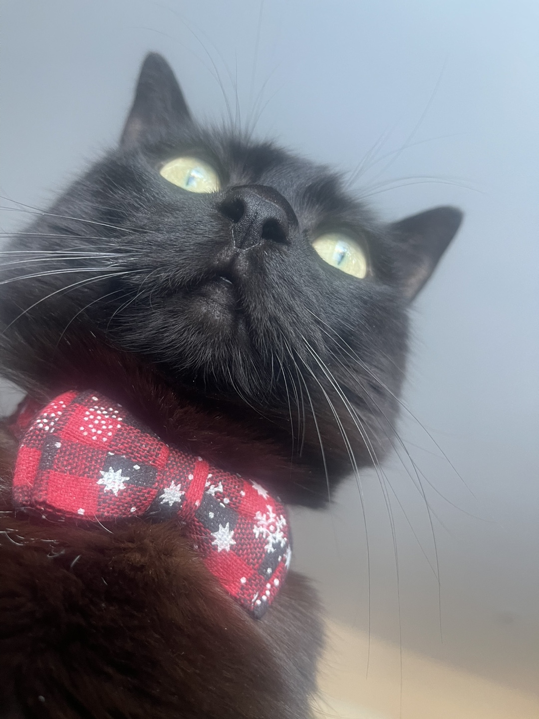 Sofy profile