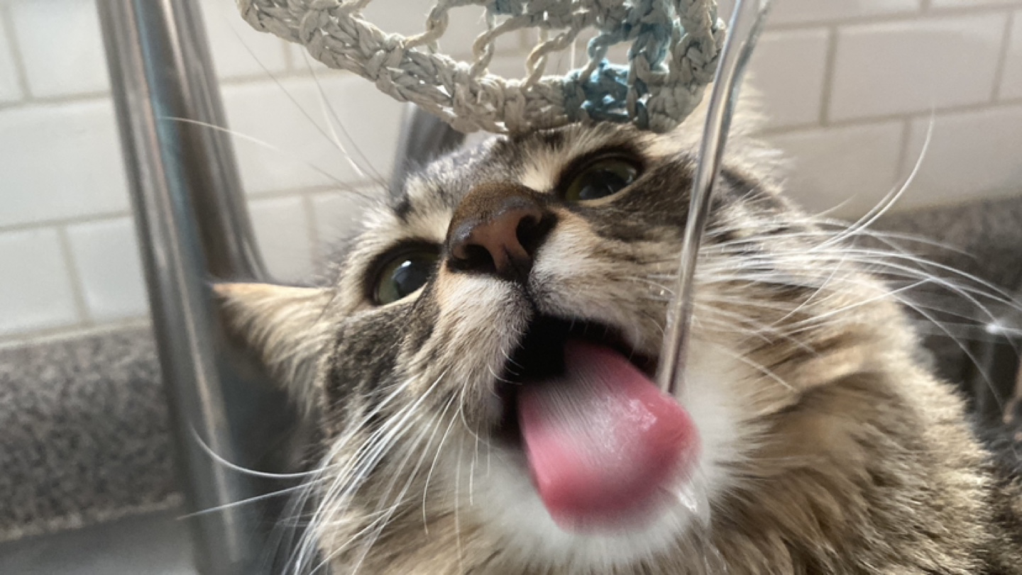 FluffyPotato profile