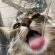 FluffyPotato profile