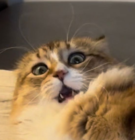 ray