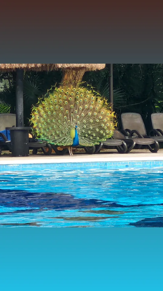 Jennifer Jackson profile