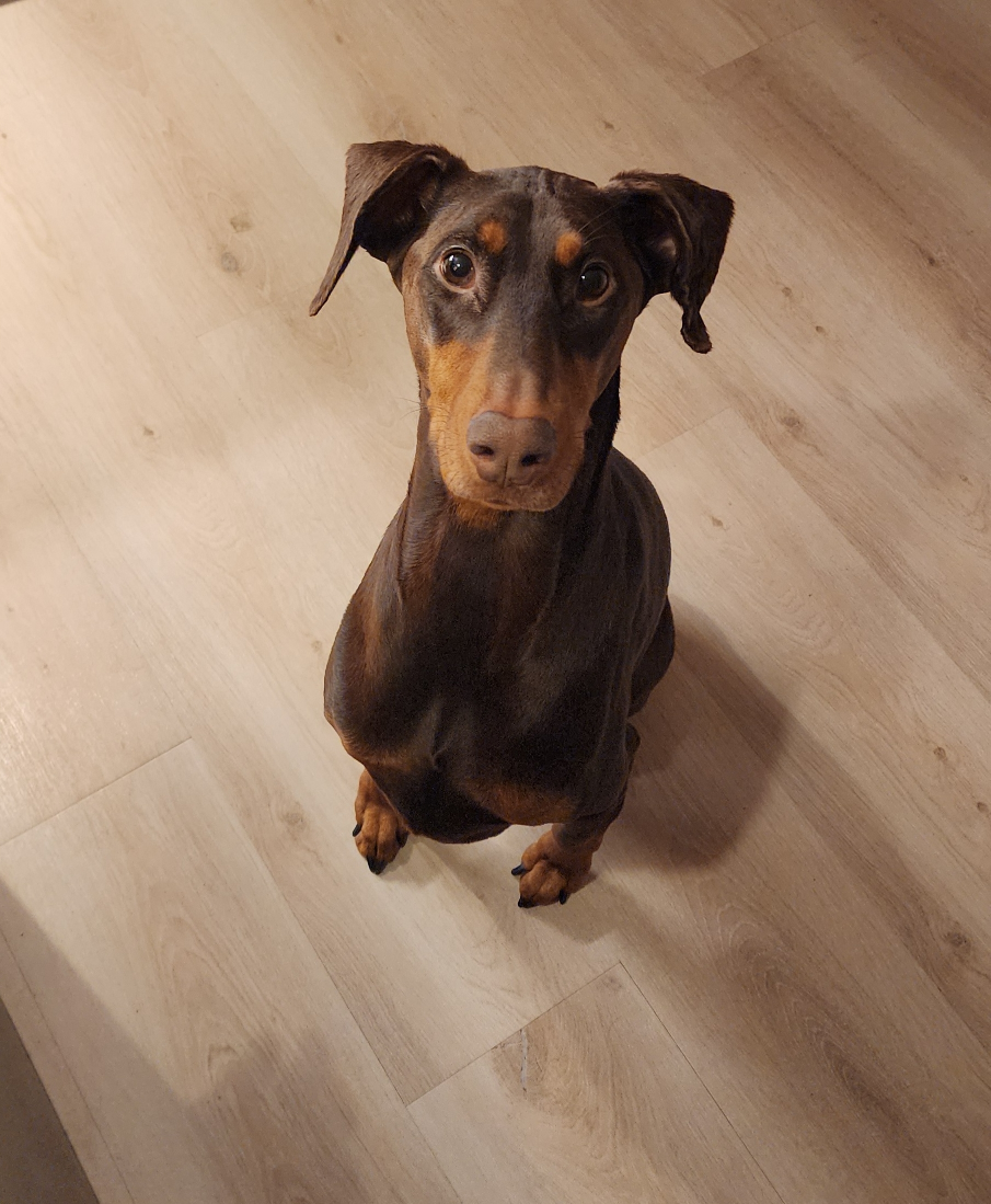 Frederico profile