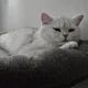 Don profile