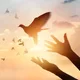 Peace profile