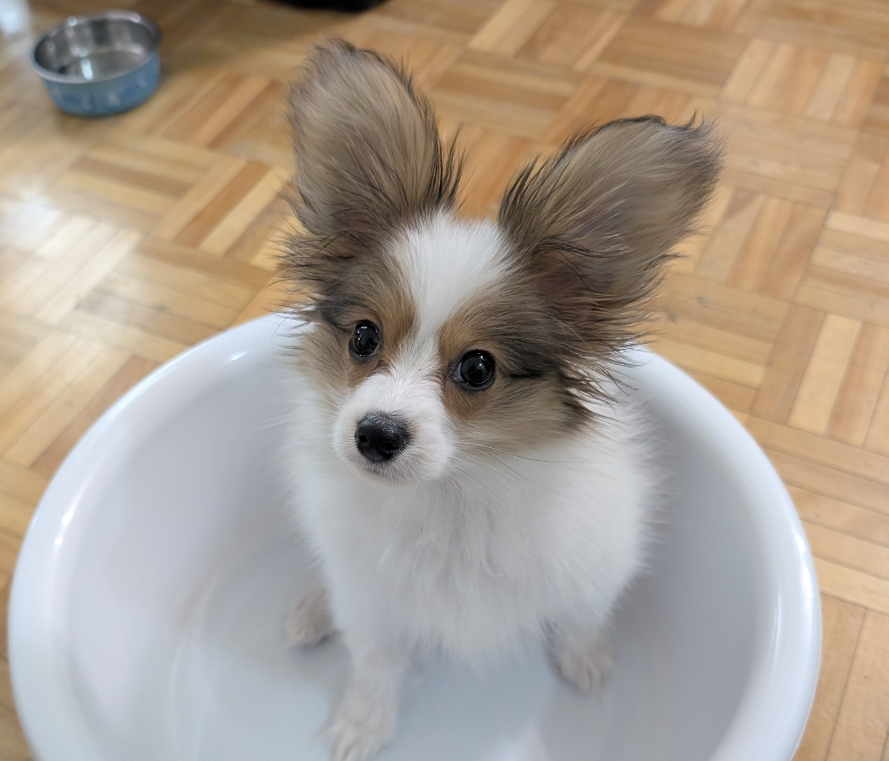Torontom