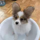 Torontom profile