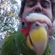 Domenic Giovinazzo profile