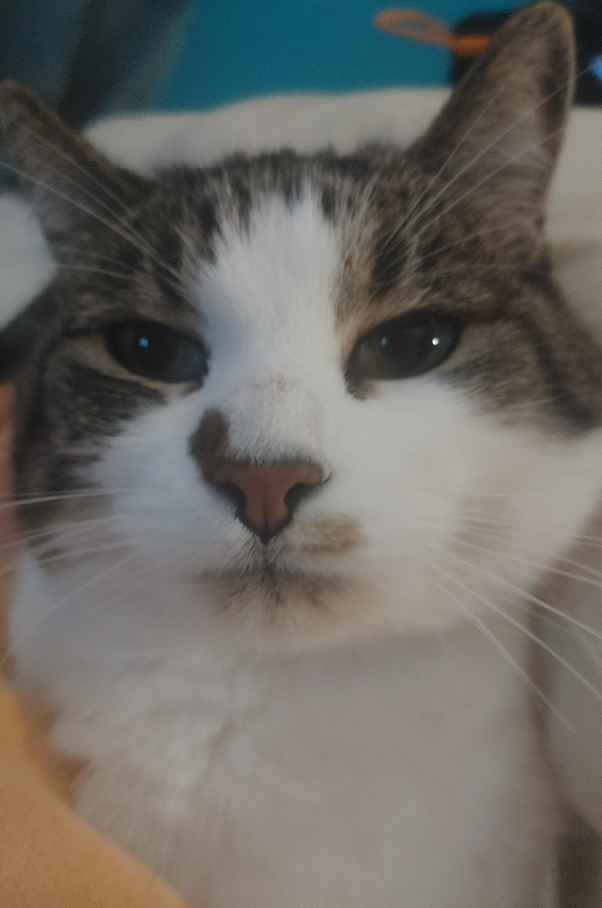 Tasha profile