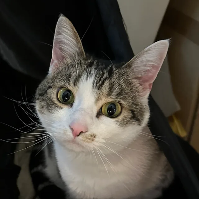 Ed