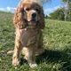 Joe profile