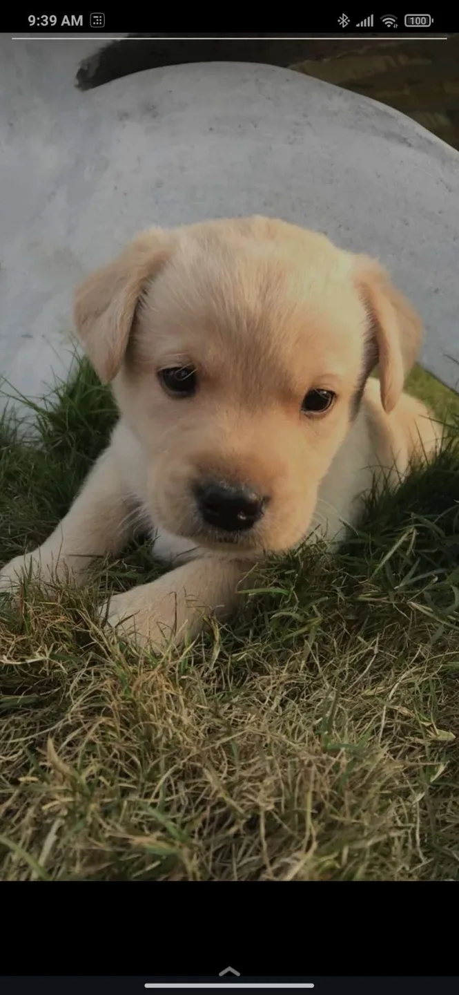 Mandeep Singh profile