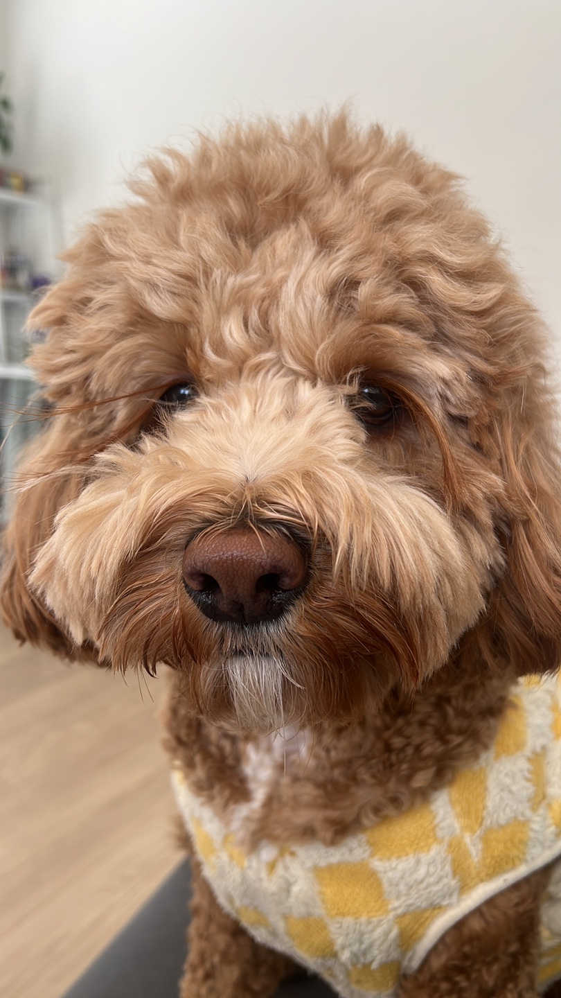 Zoe profile