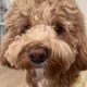 Zoe profile