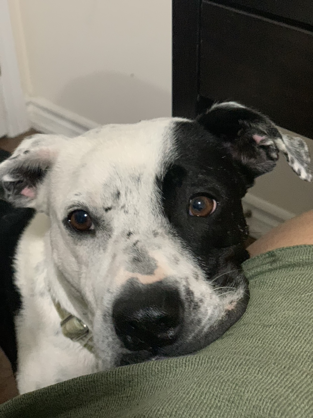 Amy profile
