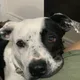 Amy profile