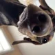 Btmm1 profile